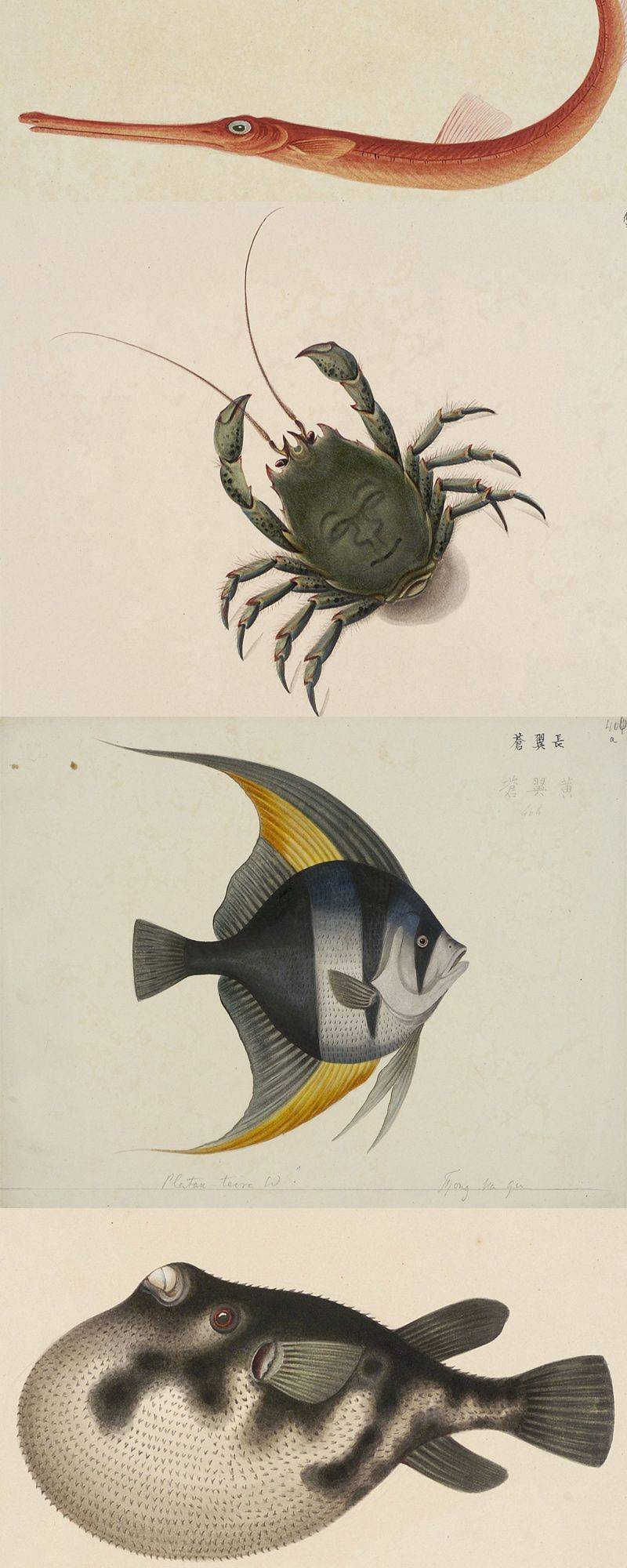 中国海鱼图解（19 世纪初）荷兰格罗宁根大学藏– 书格